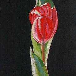 De laatste tulp painted by 